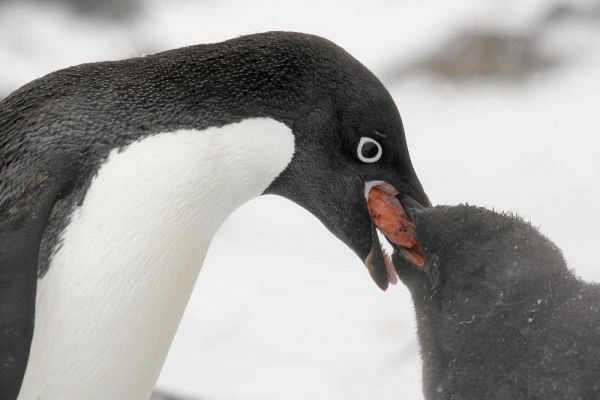 Antarctica, Adelie penguin feeding young